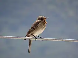 Spotted flycatcher, Lipari