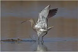 Eurasian whimbrel, Italy