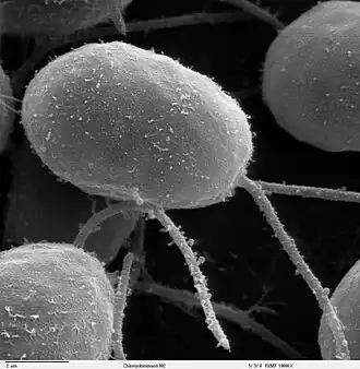 Green algal flagellate (Chlamydomonas)