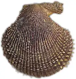 Left valve of Mimachlamys varia