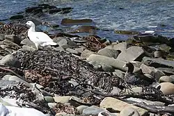 A pair on East Falkland