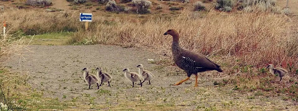 C. p. picta female with chicks