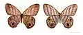 Chloreuptychia herseis -&nbsp;MHNT
