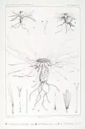 Werneria heteroloba