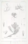 Werneria spathulata