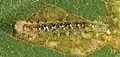 Early-instar larva