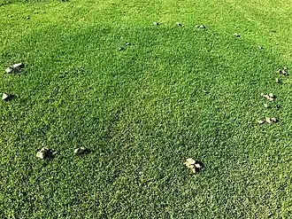 Fairy ring about 6 meters diameter, Arizona, USA