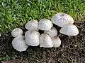 Chlorophyllum molybdites registered in Escobar, Buenos Aires Province, Argentina