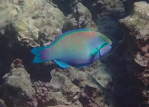 Male