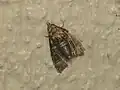 Chlumetia transversa