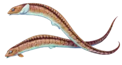 The chondrenchelyiform Chondrenchelys problematica