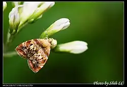 Choreutis sexfasciella