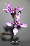 a stem with two small four-petalled flowers