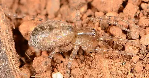 female