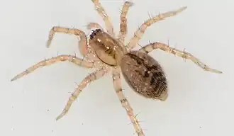 female