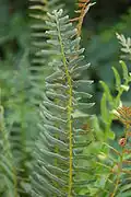 Mature sterile frond