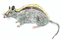 Drawing of brown, yellow, and white rat