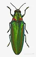 Chrysochroa rajah thailandica at the Muséum de Toulouse