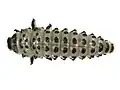 larva