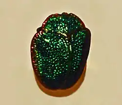 Polychalca punctatissima from Brazil. Mounted specimen
