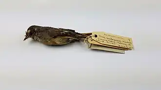 Bar-throated minla