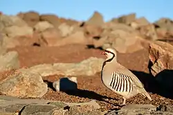 Near Haleakala summit, Maui