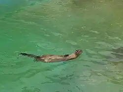 Marine otter in the Marine exhibits