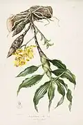 Chysis laevis orchid