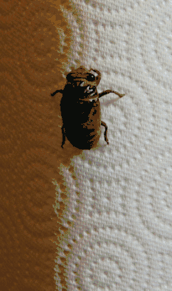 Photo series of Neotibicen sp. moulting, Ohio, US