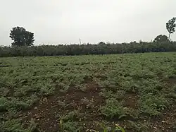 Cicers farm