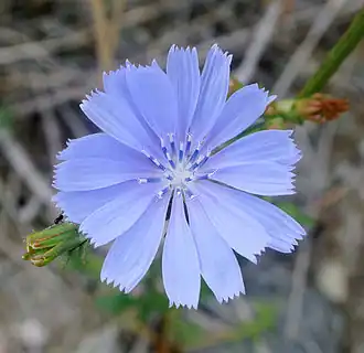 Cichorium intybus (chicory)