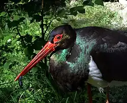 Black stork, Jesi, Marche