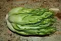 Puntarelle, the prized central stalks of the Catalogna endive[8]