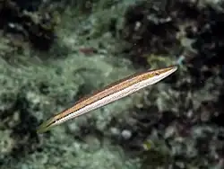 Juvenile