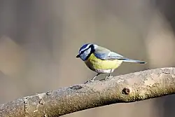 Eurasian blue tit, Palude Brabbia Nature Reserve, Inarzo, Lombardy
