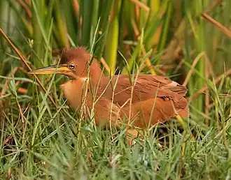 male, Odisha, India