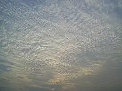 A large field of cirrocumulus clouds in a blue sky, beginning to merge near the upper left.