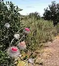 C. occidentale