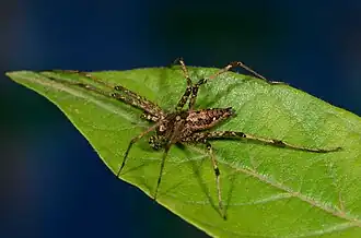 male