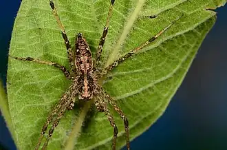 male