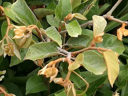New growth