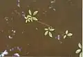 Cissus hypoglauca growing over a creek at Murramarang National Park, Australia
