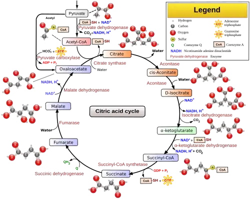 Figure 1: Citric acid cycle