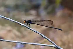 Male, Northern territory