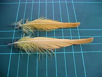 Citron-crested cockatoo (Cacatua citrinocristata) crest feathers (on 1&nbsp;cm grid)