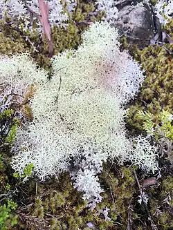 A green and white and pink spongy lichen on a bed of moss