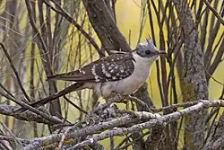 Great spotted cuckoo, Extremadura