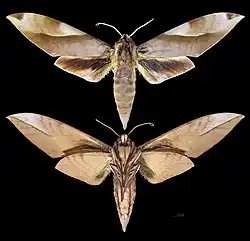 Clanis schwartzi