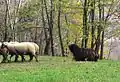 Bergamasco Sheepdog herding