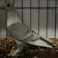 White bar